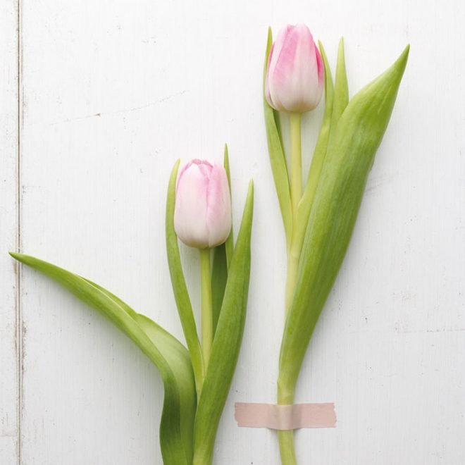 Tulpen: Farbenfroh und vielfältig