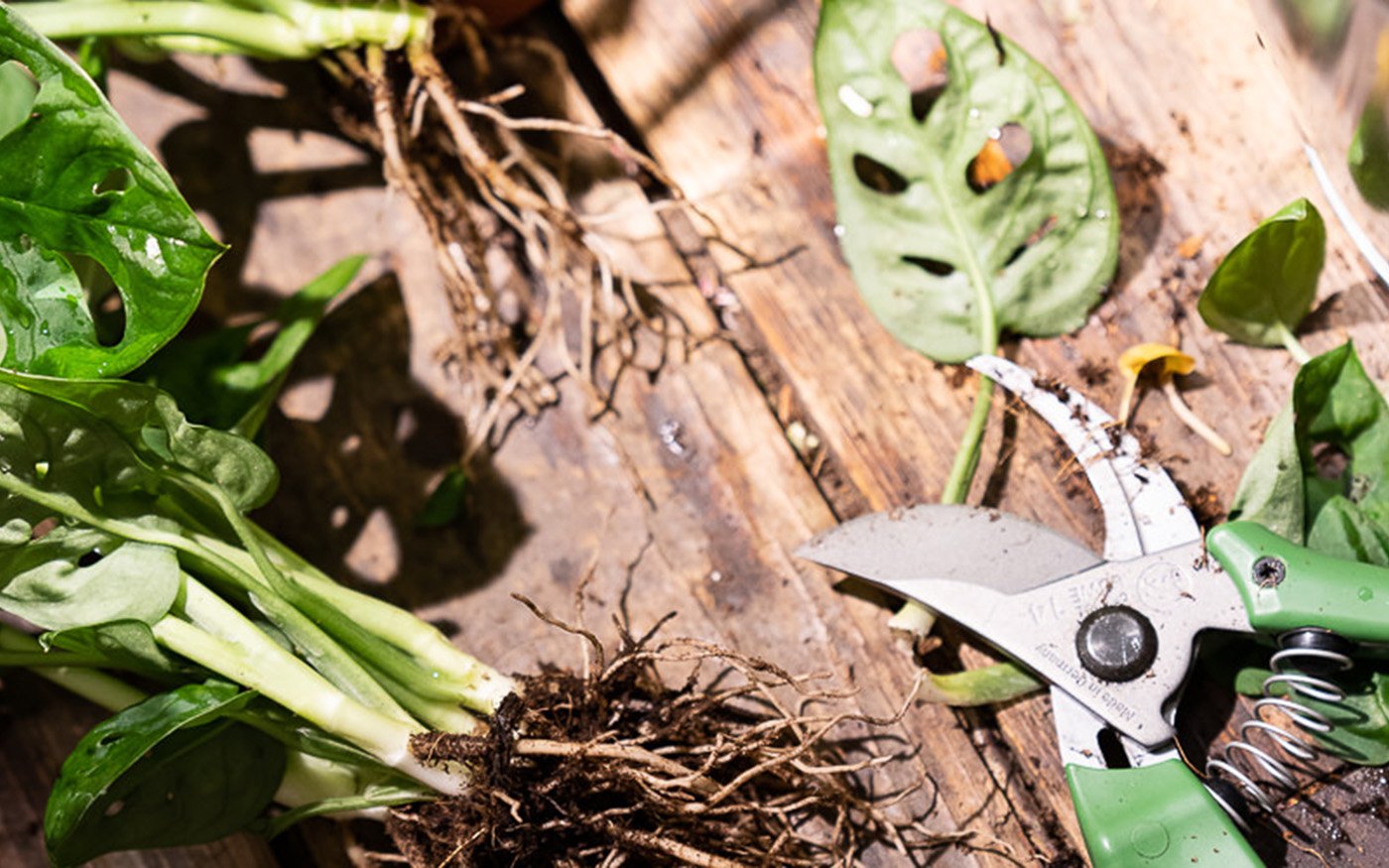 Plant Sharing Blume2000 Corporate Website